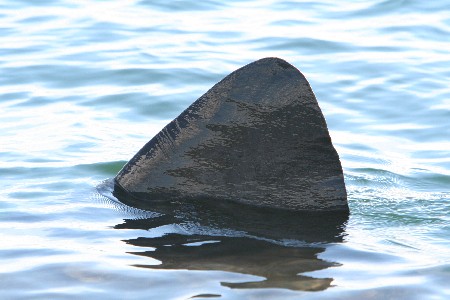 Shark fin
